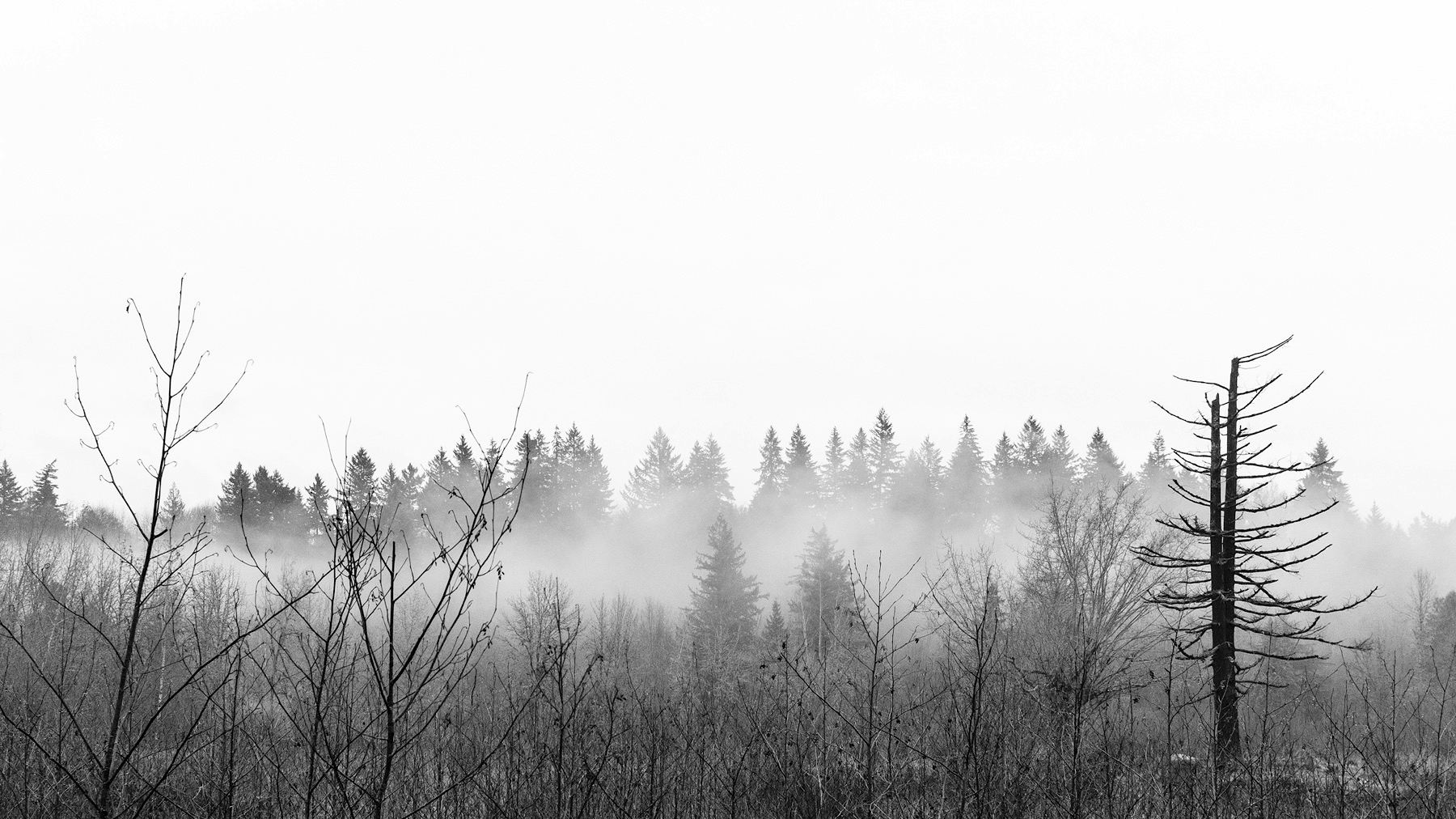 Monochrome. A dead tree against a misty background. 