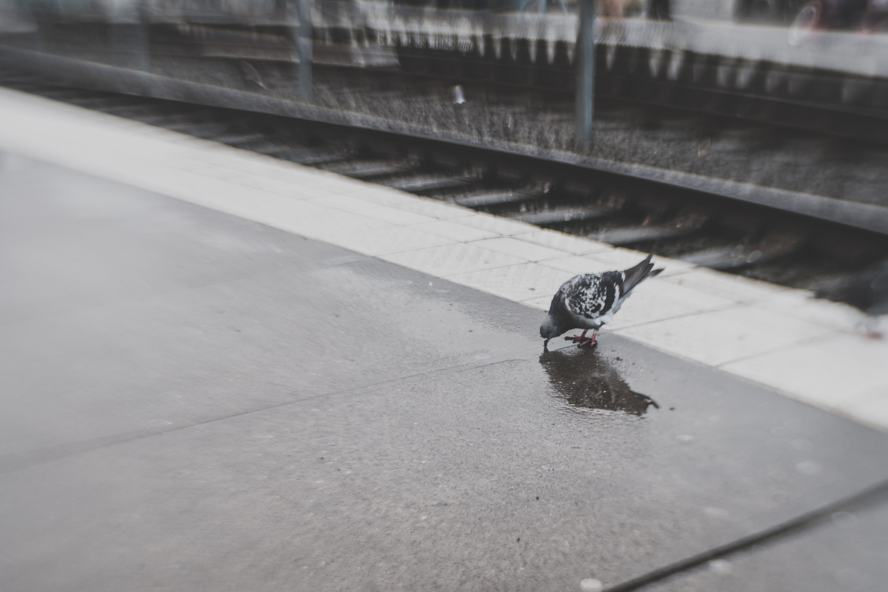 A pigeon is drinking water from a small puddle on a train platform near the tracks.